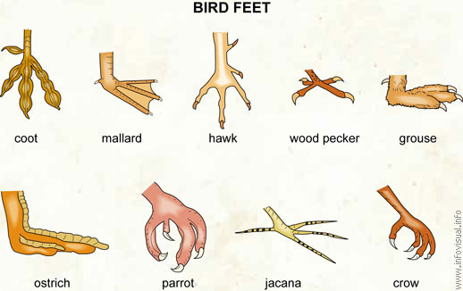 Bird feet